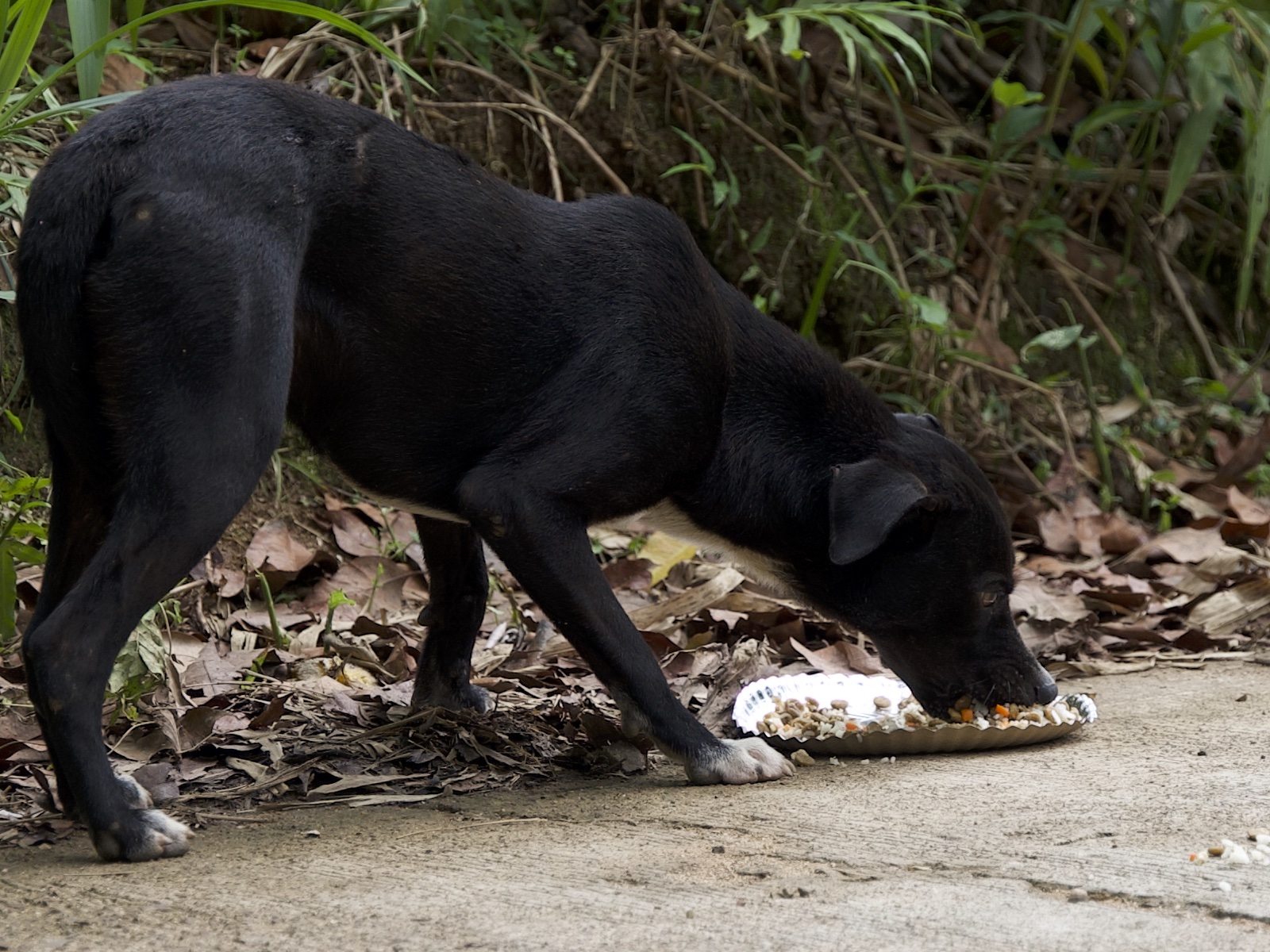 Stray Feeding Program